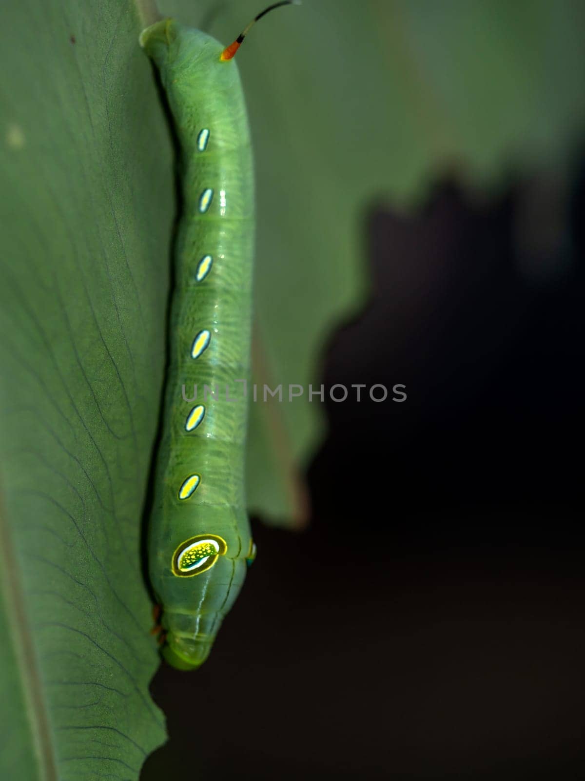 Caterpillar Oleander Hawk Moth eating leaf of colocasia