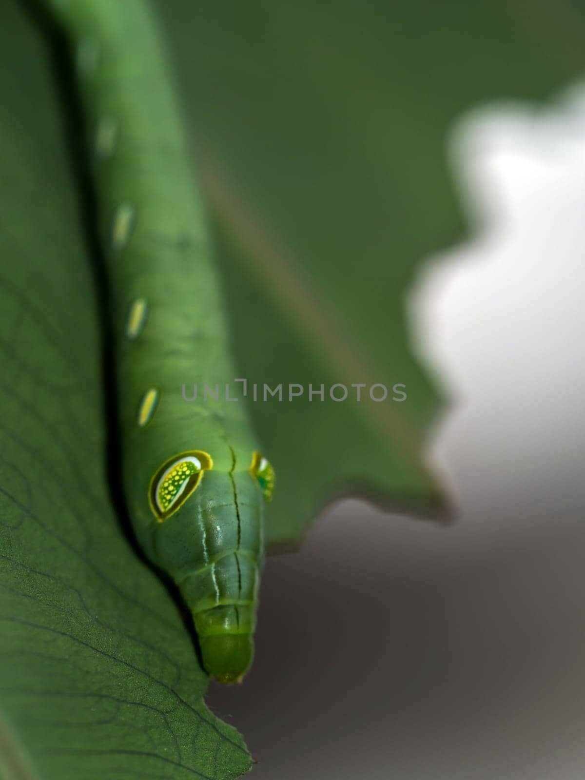 Caterpillar Oleander Hawk Moth eating the leaf by Satakorn