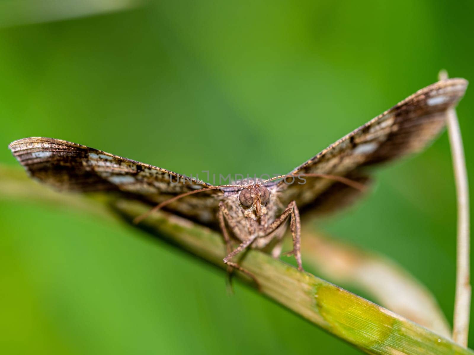 The camouflage pattern on looper moth wings