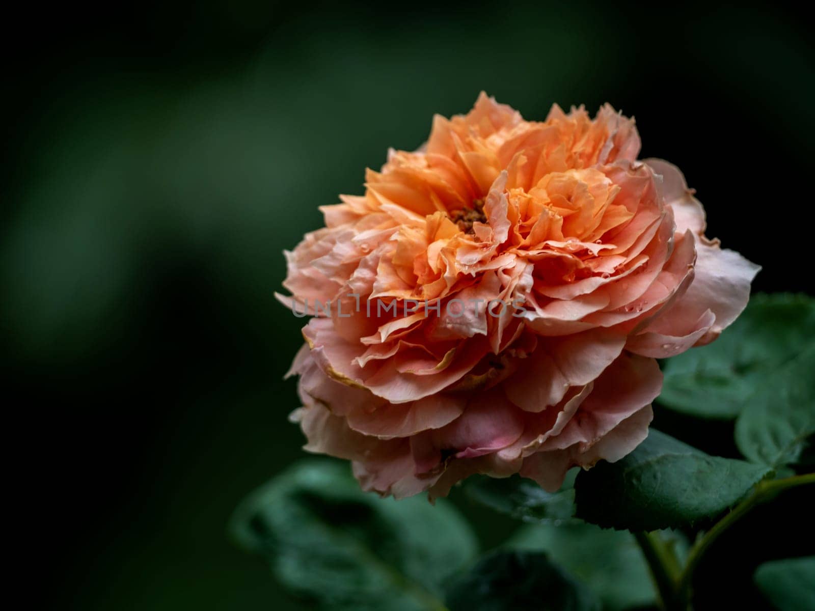 Shape and colors of Moulin de la galette roses that blooming