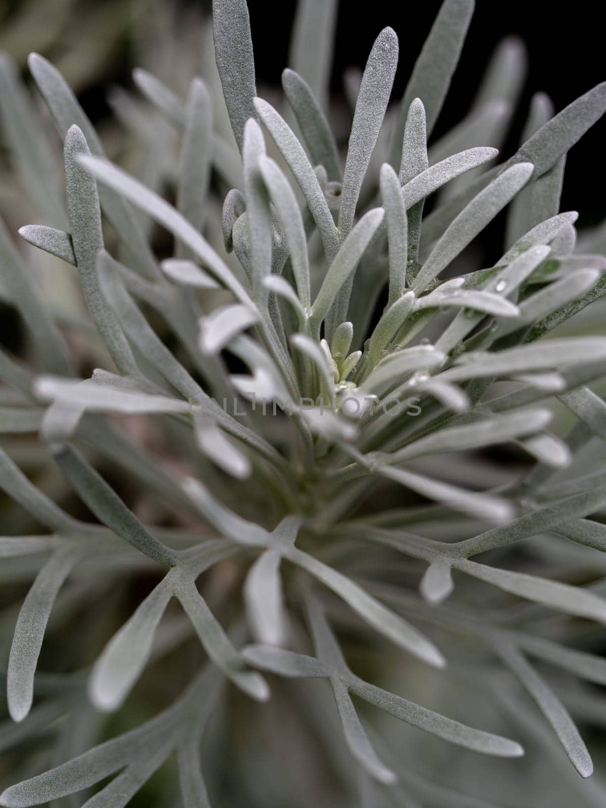 Silver detailed leaves of Crossostephium chinense by Satakorn