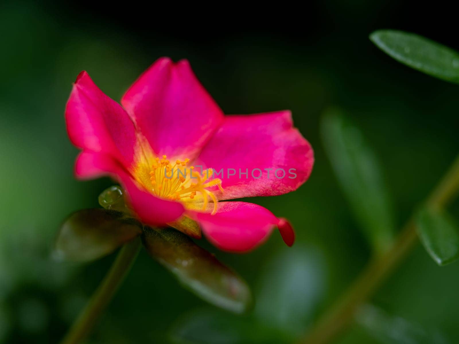 Vivid pink petals of the Common Purslane flower by Satakorn