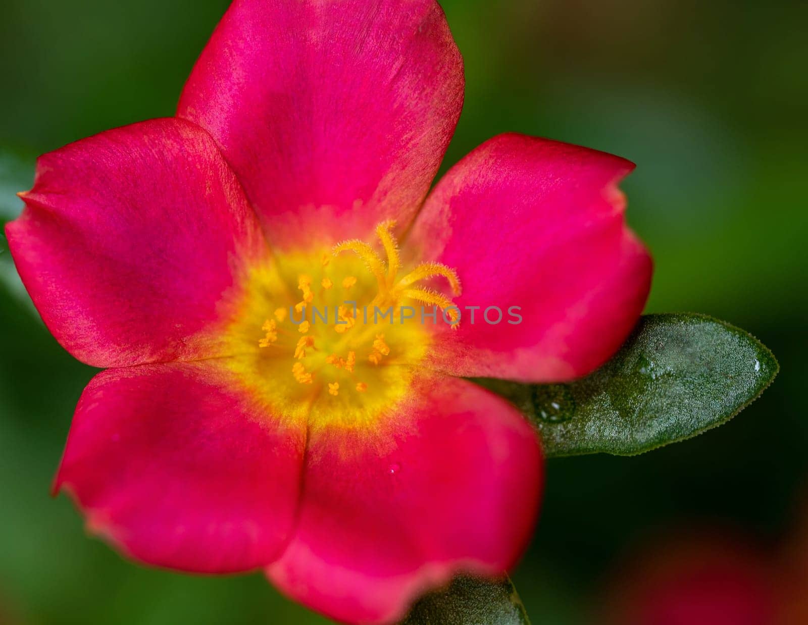 Vivid pink petals of the Common Purslane flower by Satakorn