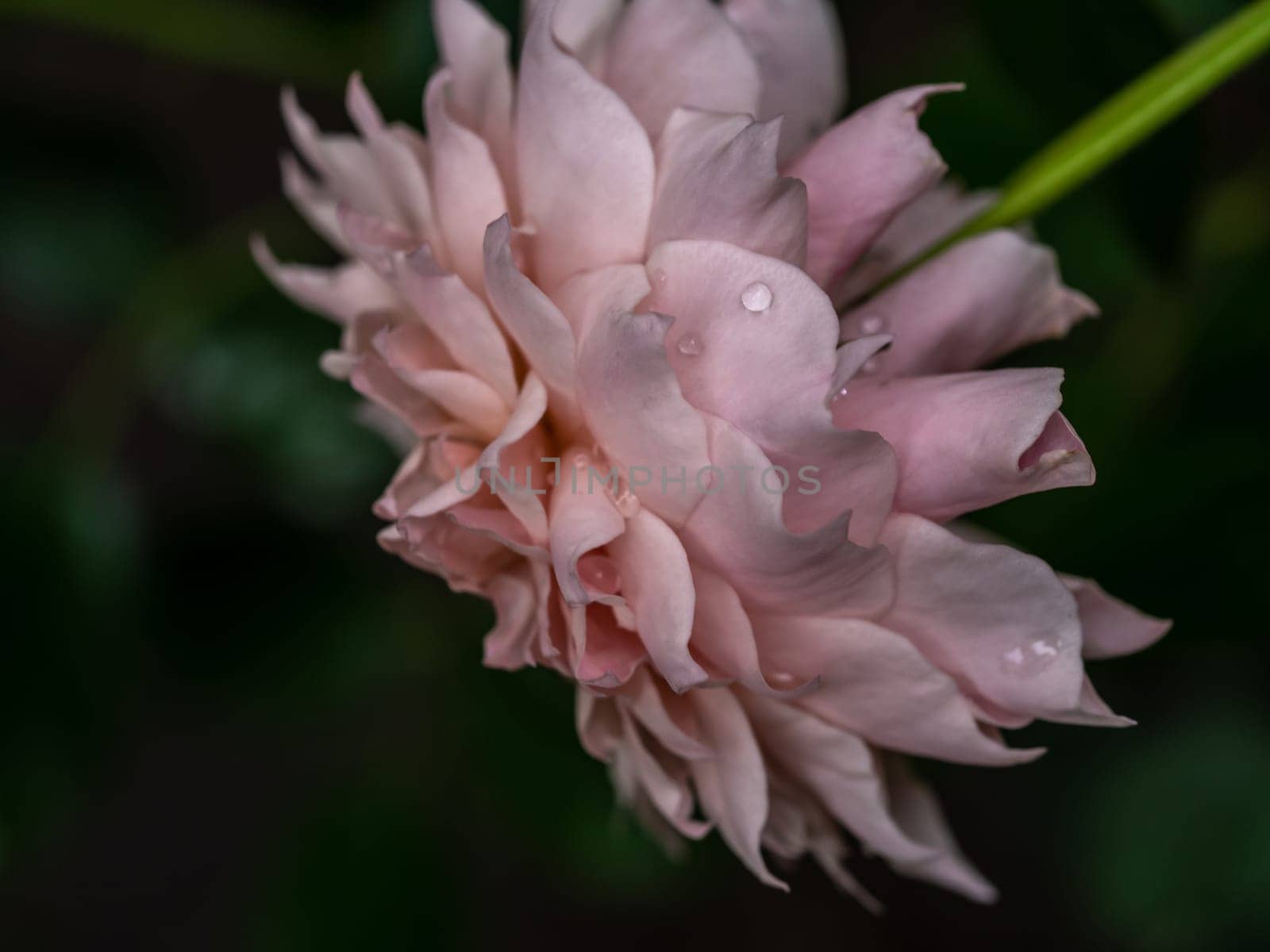 Shape and colors of Le Sablier roses that blooming in Tropical climates