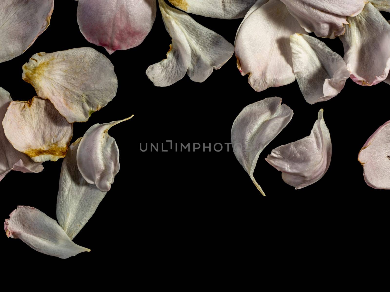 The wounded petals of the withering rose on black background