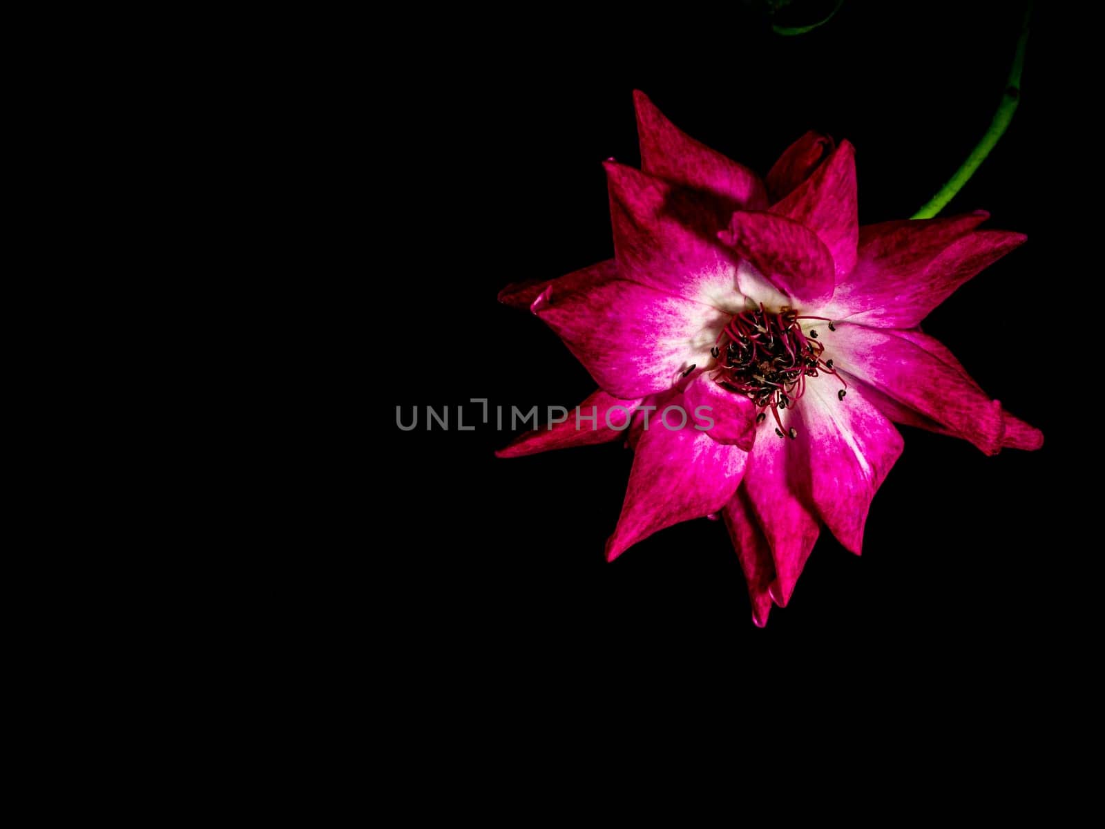 The wounded petals of a withering rose isolated on black background