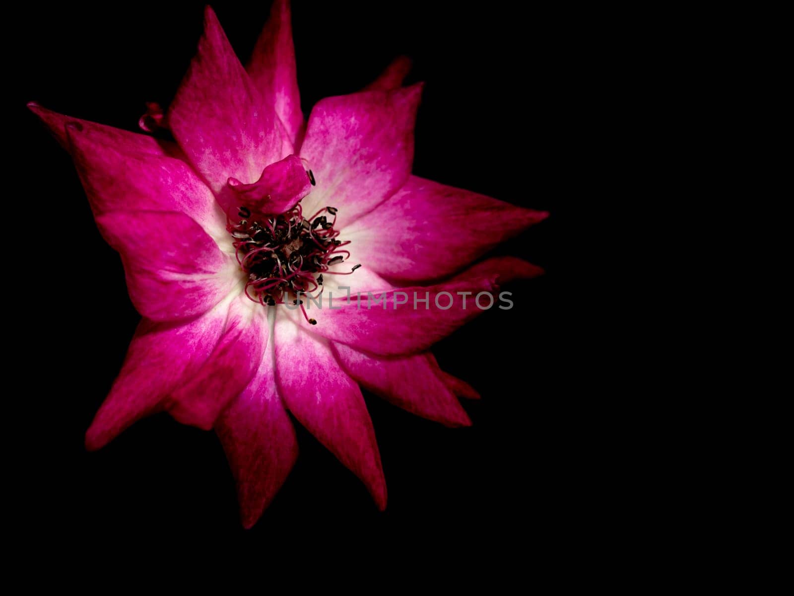 The wounded petals of a withering rose isolated on black by Satakorn