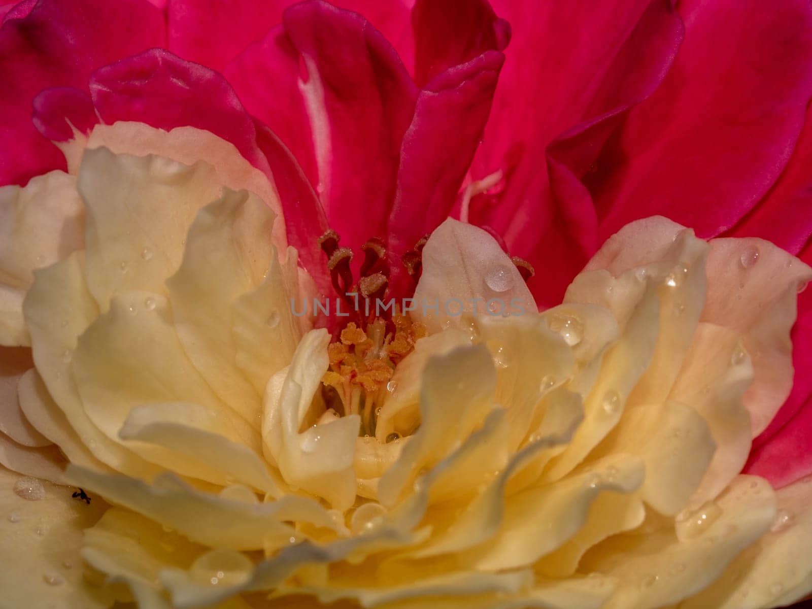 Close-up delicate bicolor petals of Fugetsu rose as nature background