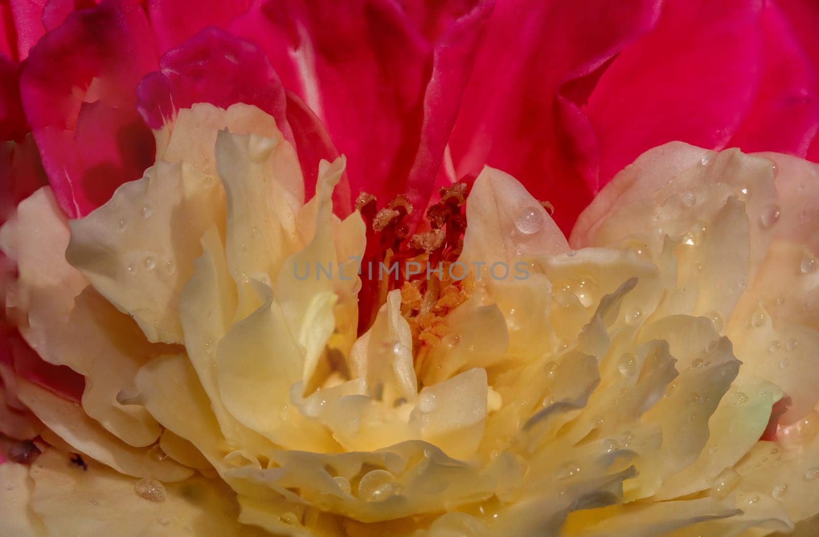 Close-up delicate bicolor petals of Fugetsu rose as nature background