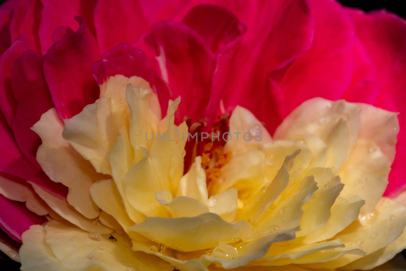 Close-up delicate bicolor petals of Fugetsu rose as nature background