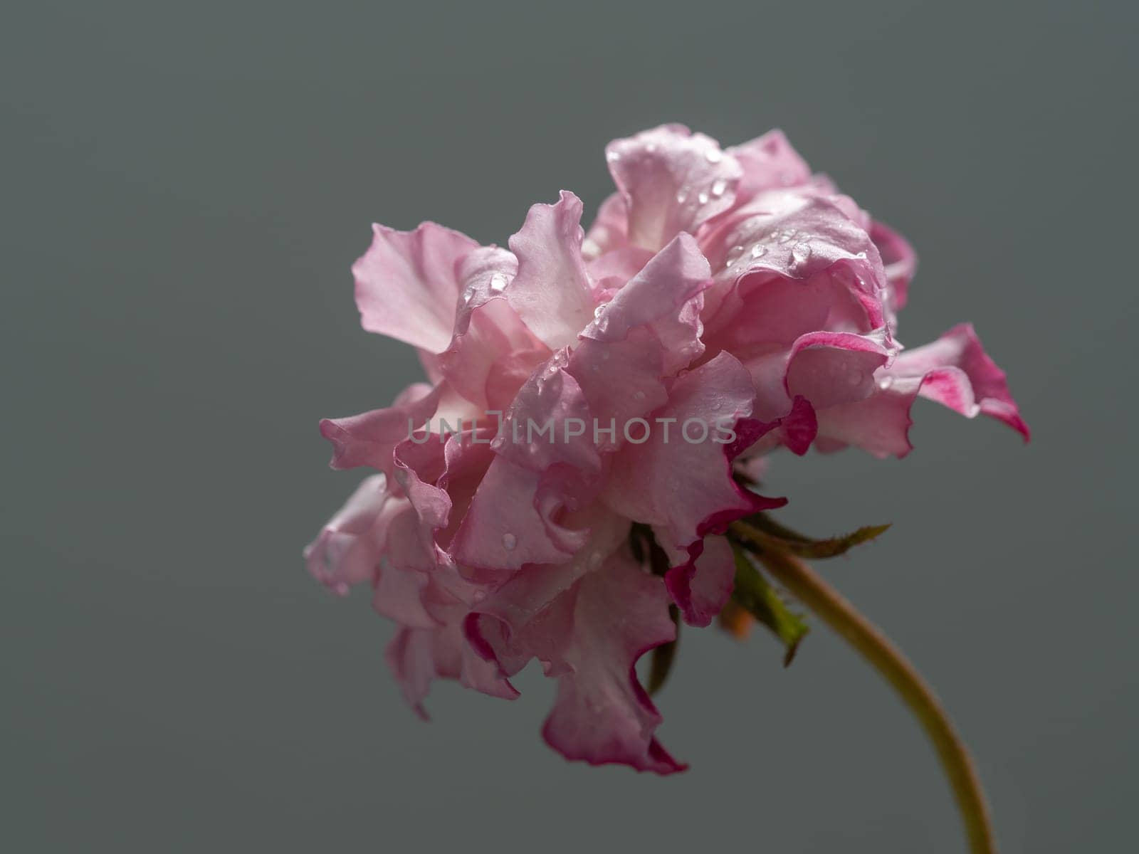 Shape and colors of Hirari roses that bloom in the garden