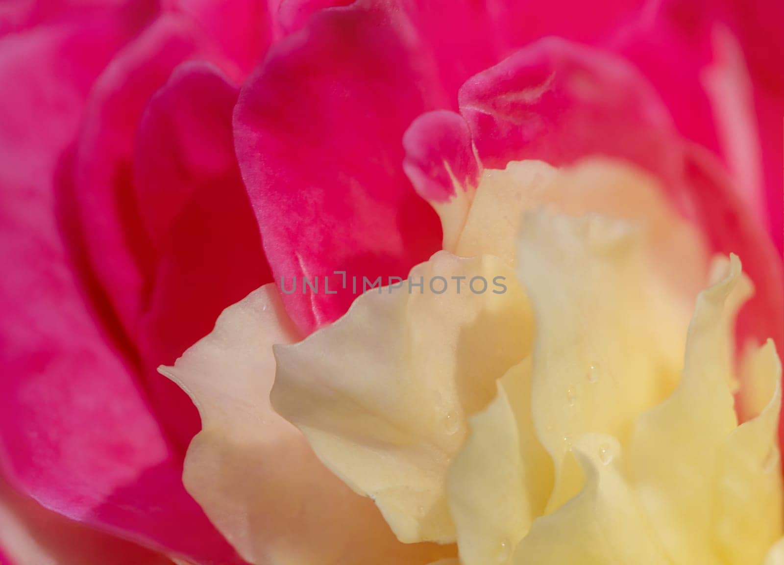 Delicate bicolor petals of Fugetsu rose as nature background by Satakorn