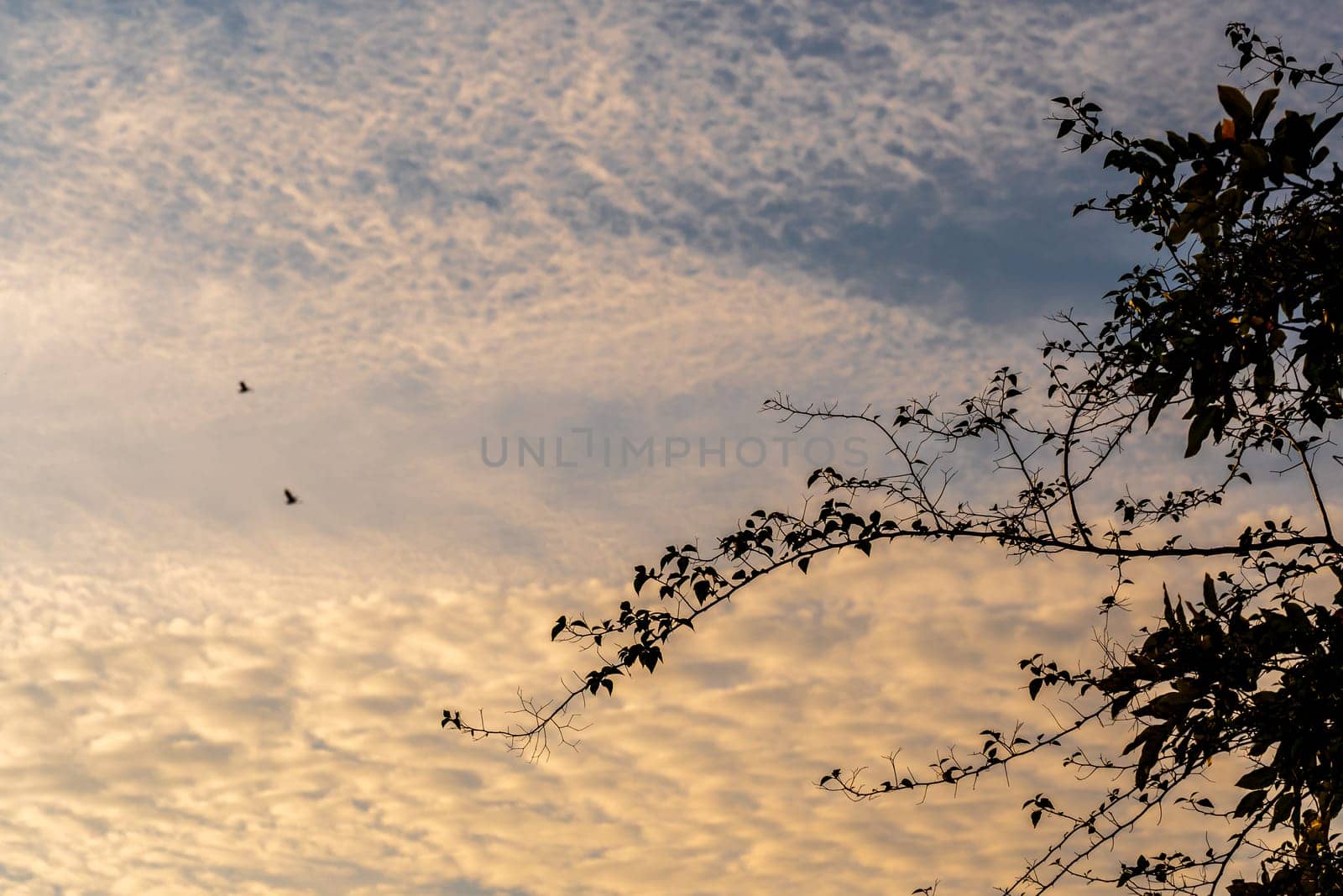 The silhouette tree branch and the fluffy clouds floating on the vivid color of light of the morning sky