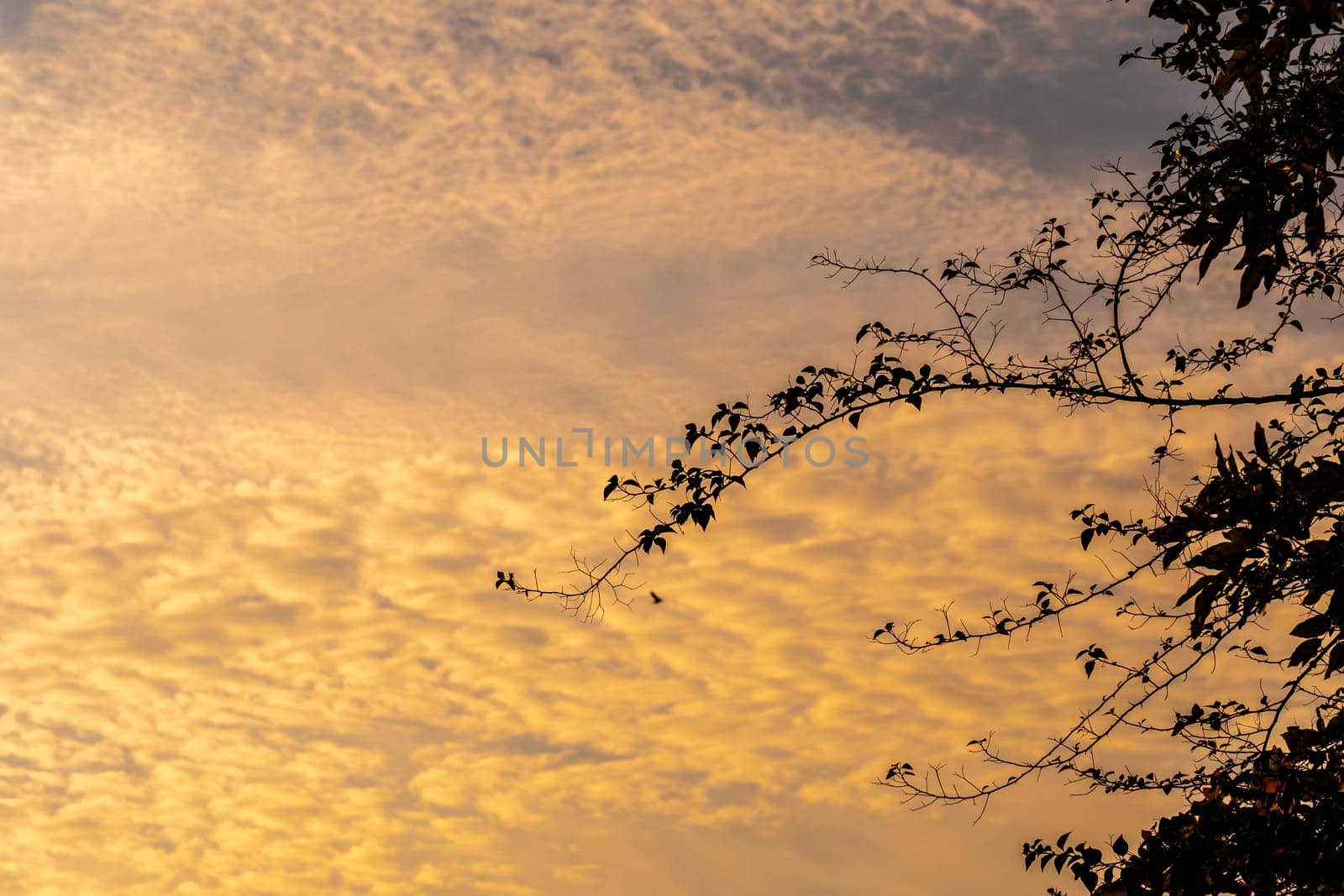 The silhouette tree branch and the fluffy clouds floating on the vivid color of light of the morning sky