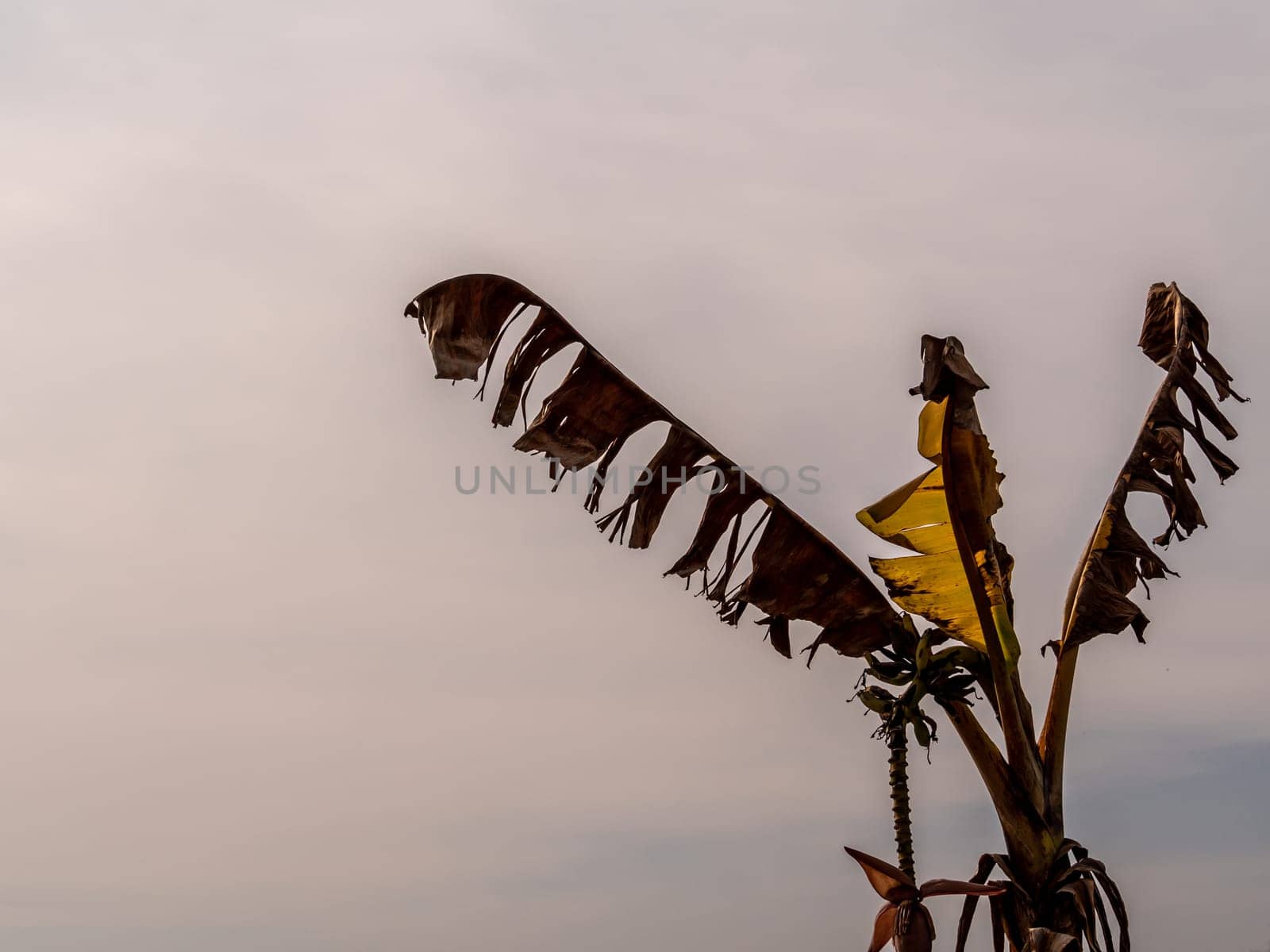 A wilt banana tree with tattered leaves in barren field by Satakorn