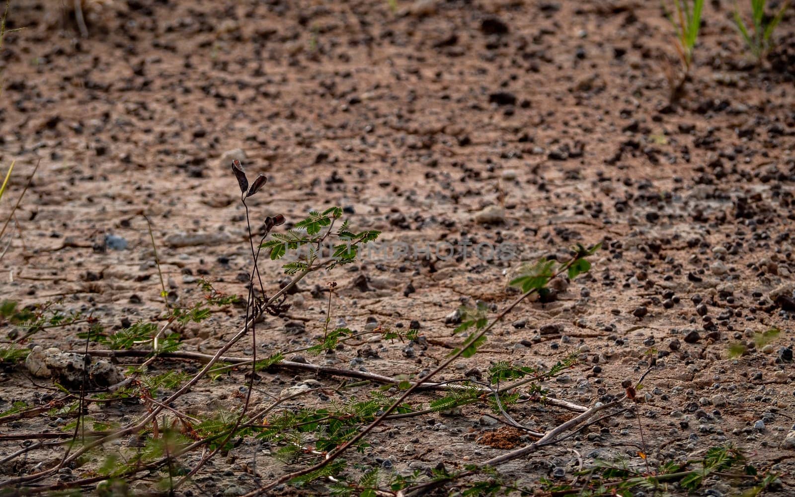 The dried pod of mimosa pudica weed growth on dried wasteland along the road