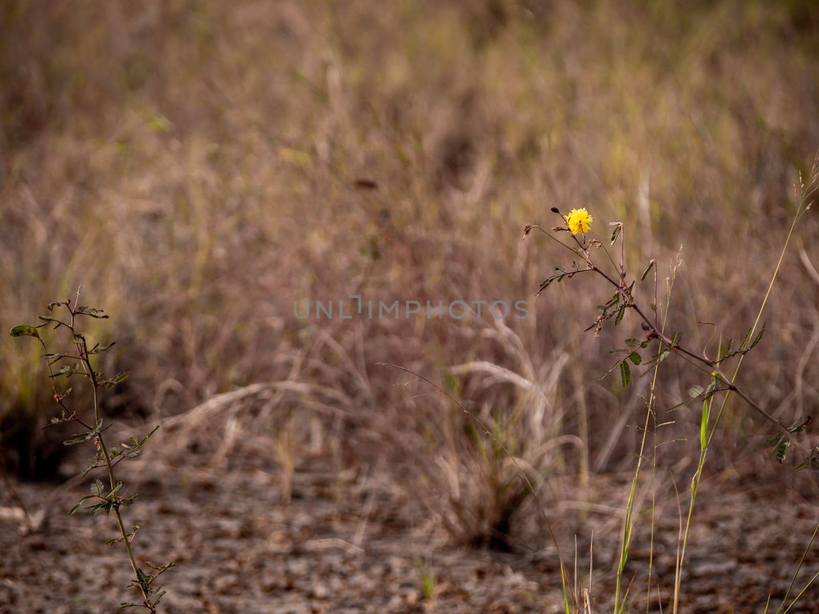 The flower of Mimosa pudica growth on dried wasteland along the road