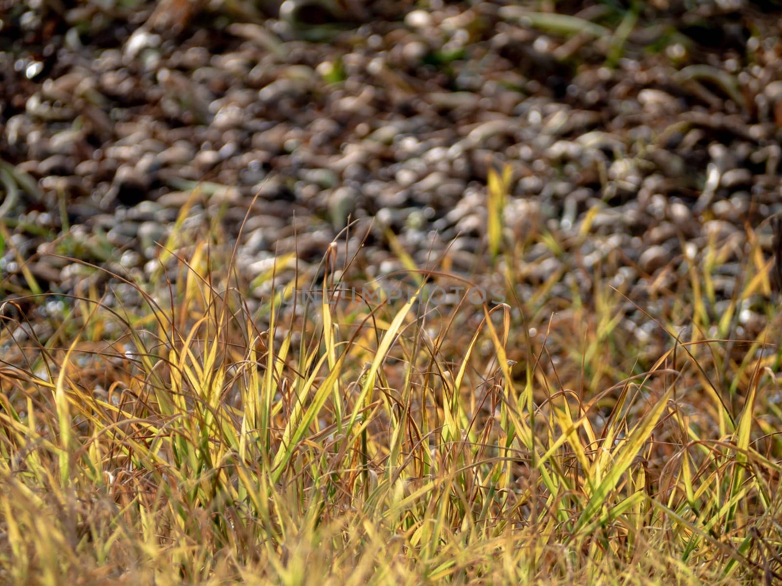 The grass growth on dried wasteland along the road by Satakorn