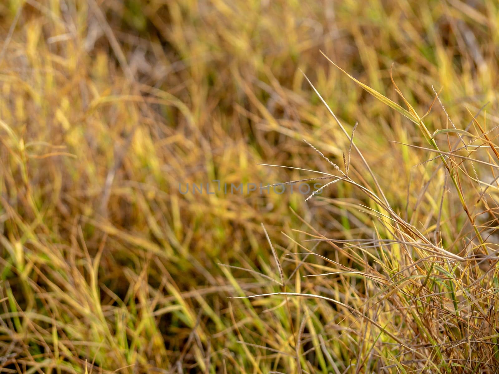 The grass growth on dried wasteland along the road