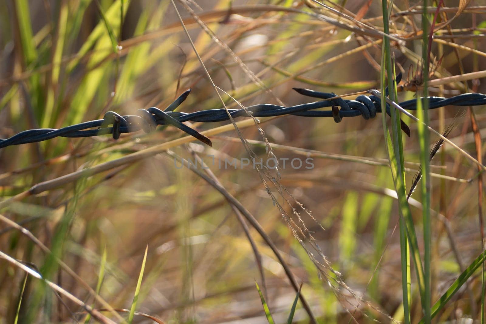 Rusty barbed wire fences are sharp and aggressive by Satakorn