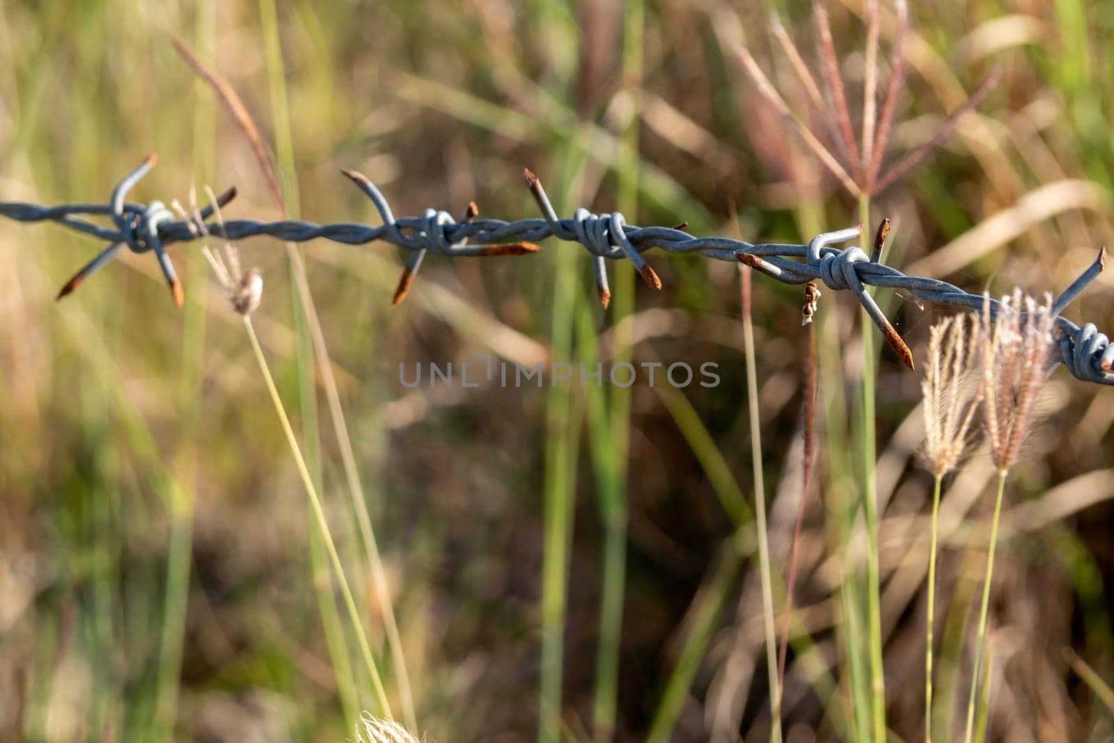 Rusty barbed wire fences are sharp and aggressive