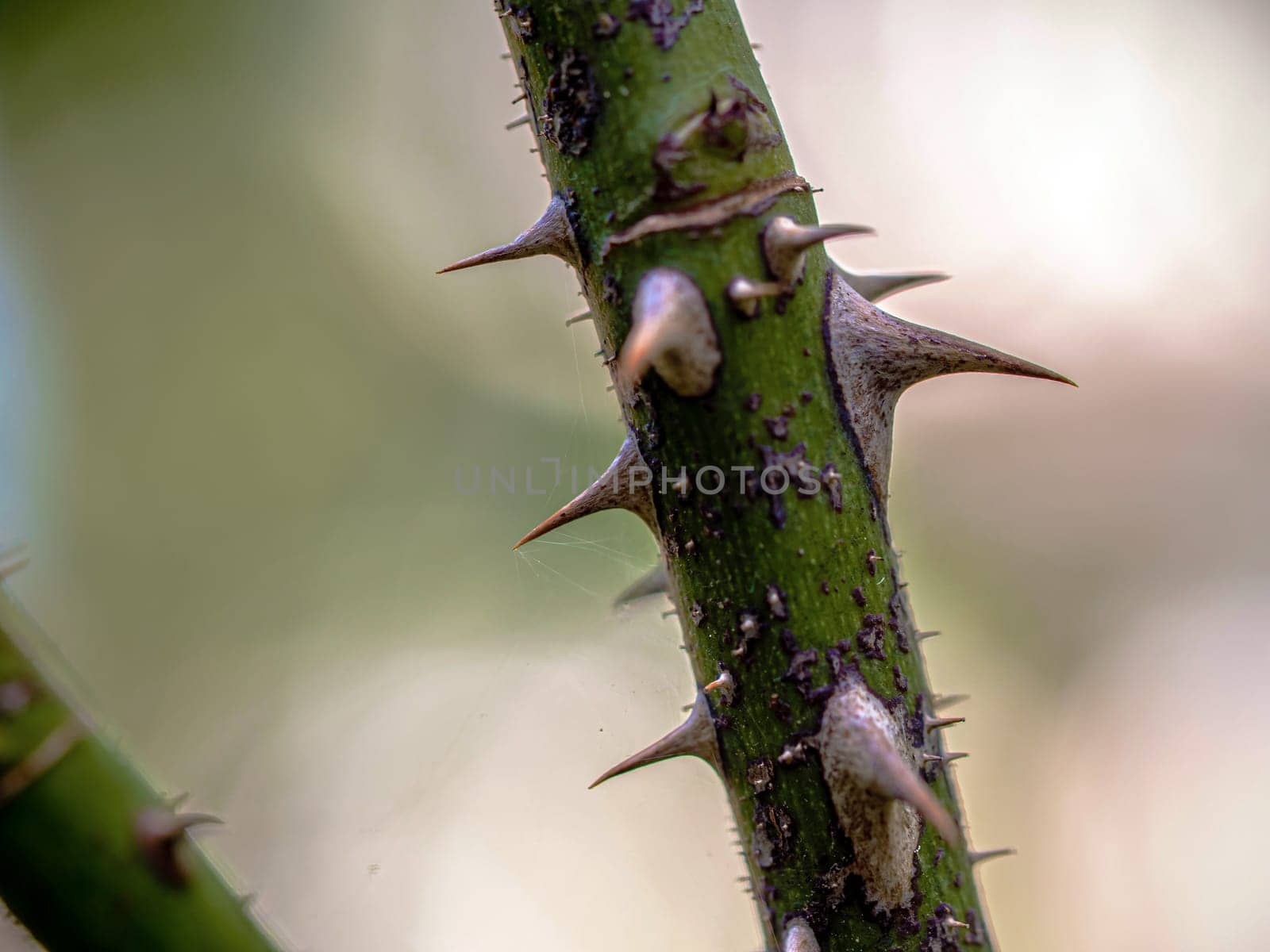 Sharp thorns on the branches of the rose tree by Satakorn