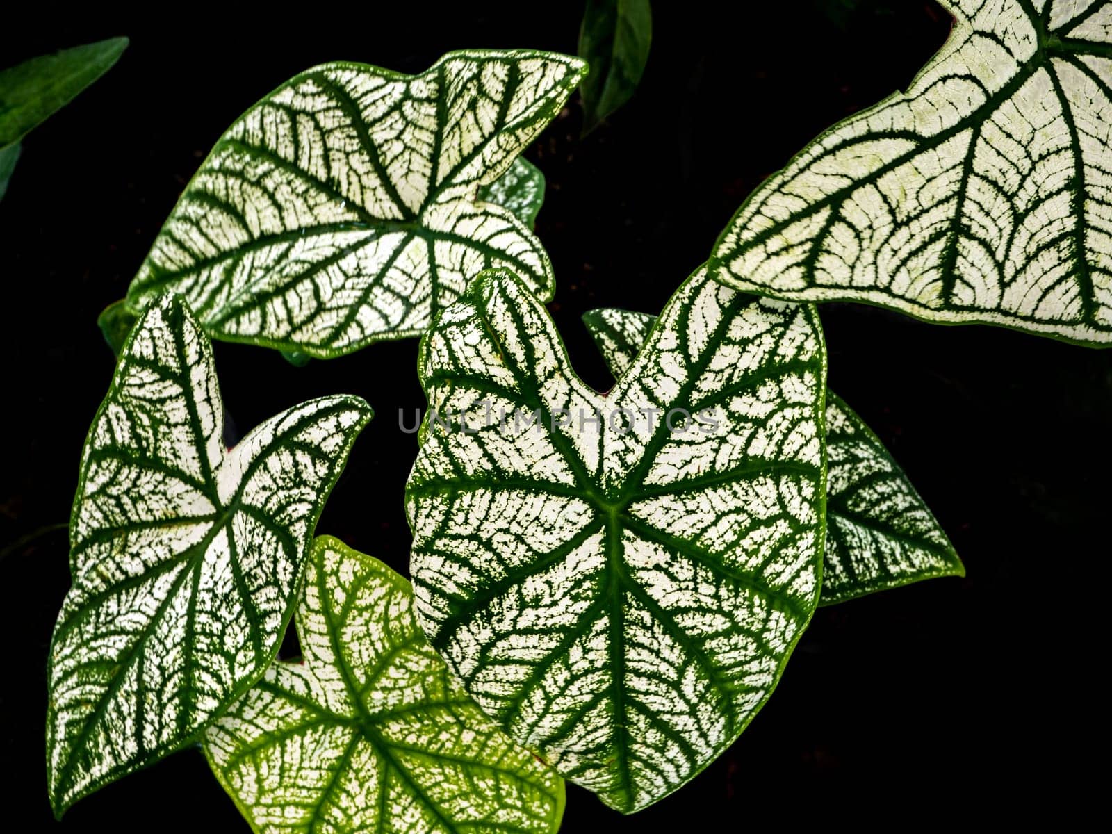 The green pattern on the white surface on the leaf of Caladium bicolor