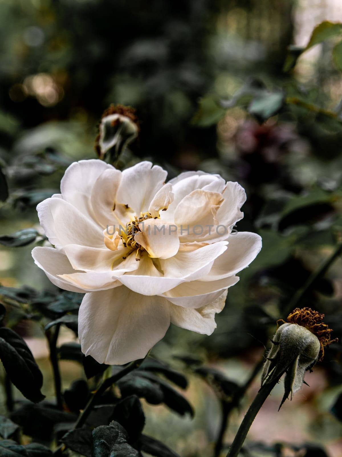 Shape and colors of imperfect roses that blooming in Tropical climates