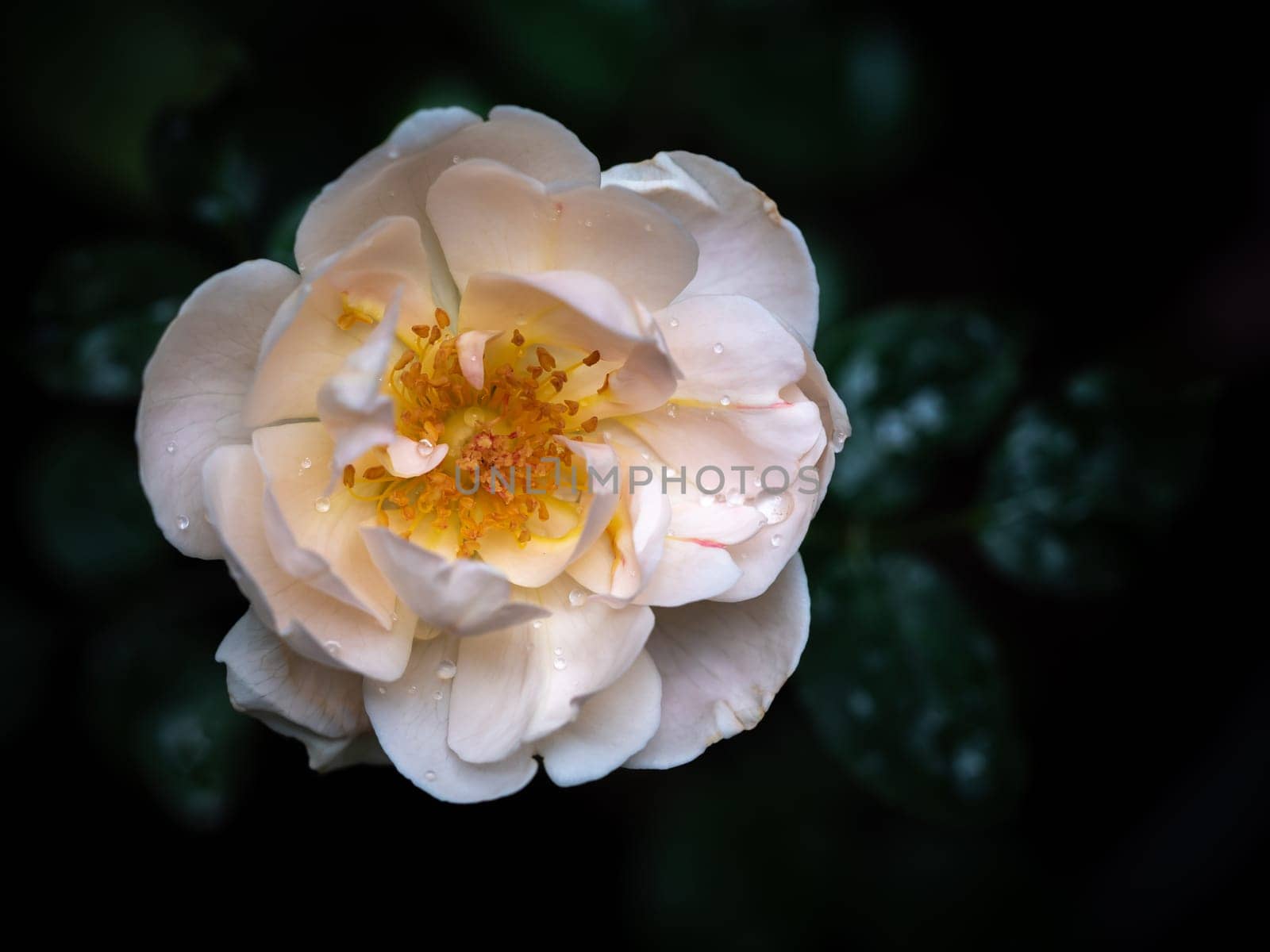 Shape and colors of imperfect roses that blooming in Tropical climates