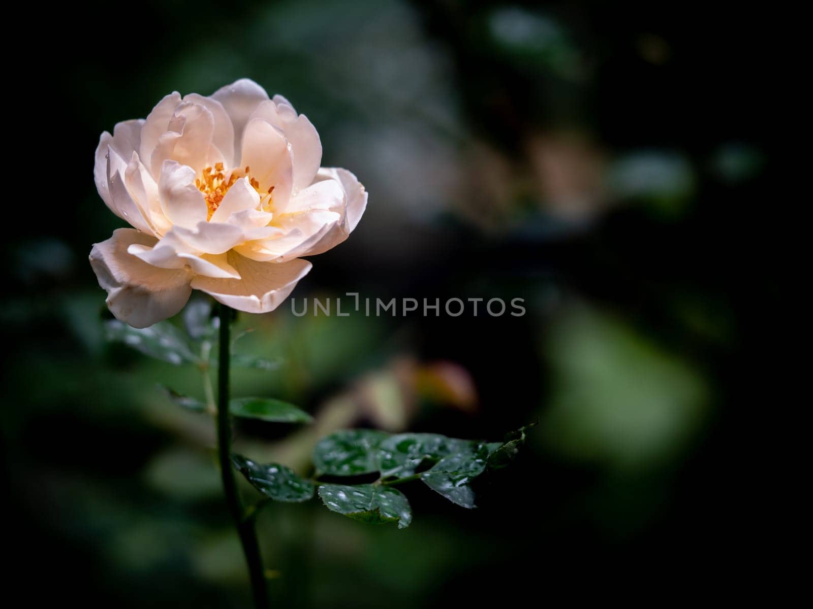 Shape and colors of imperfect roses that blooming in Tropical climates by Satakorn