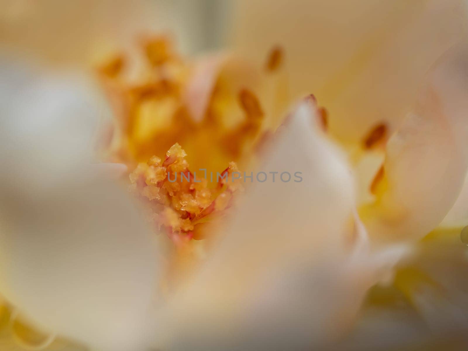 Close-up delicate white rose pollens and petals as nature background