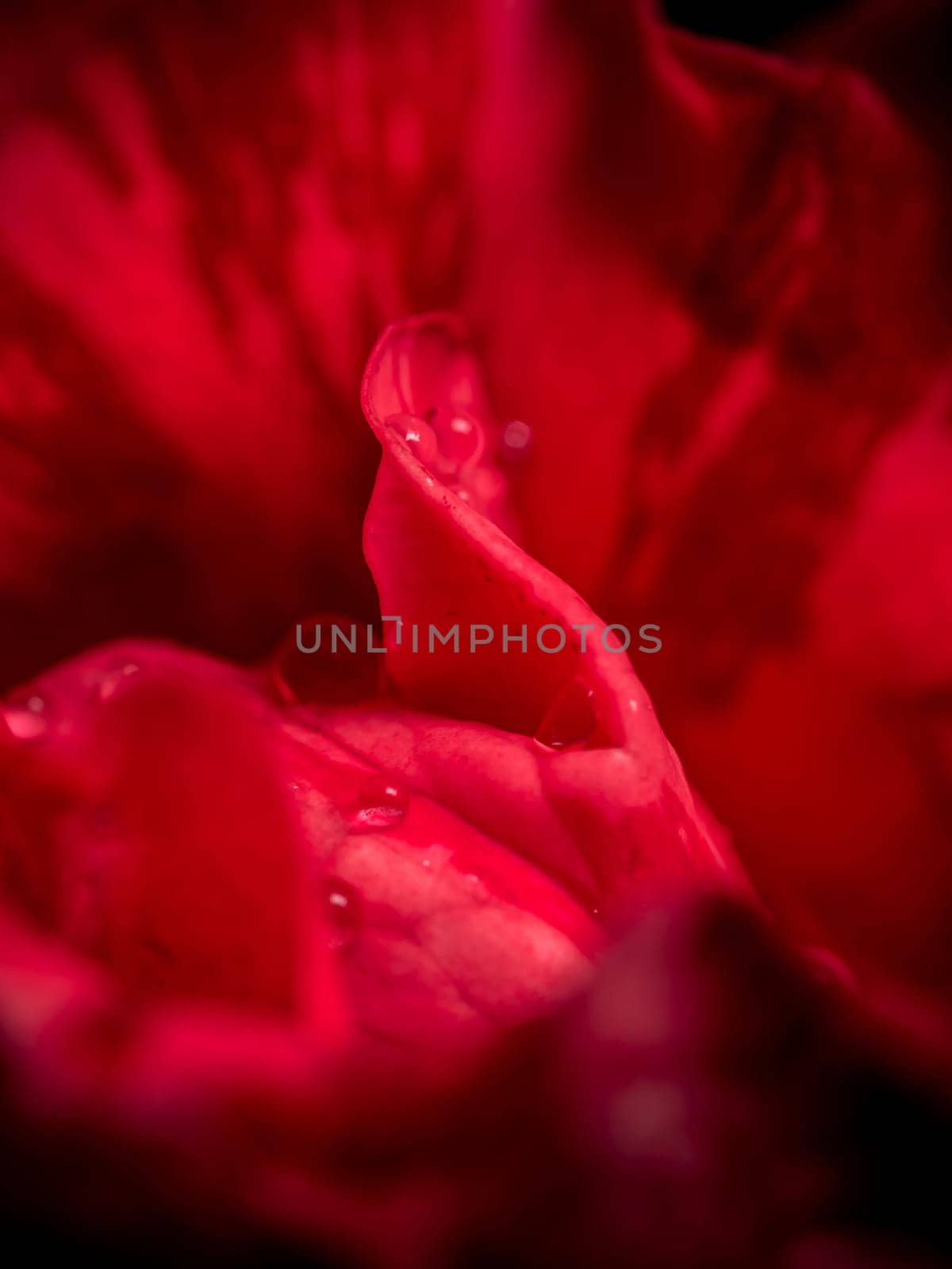 Delicate Red Intuition rose petals as nature background by Satakorn