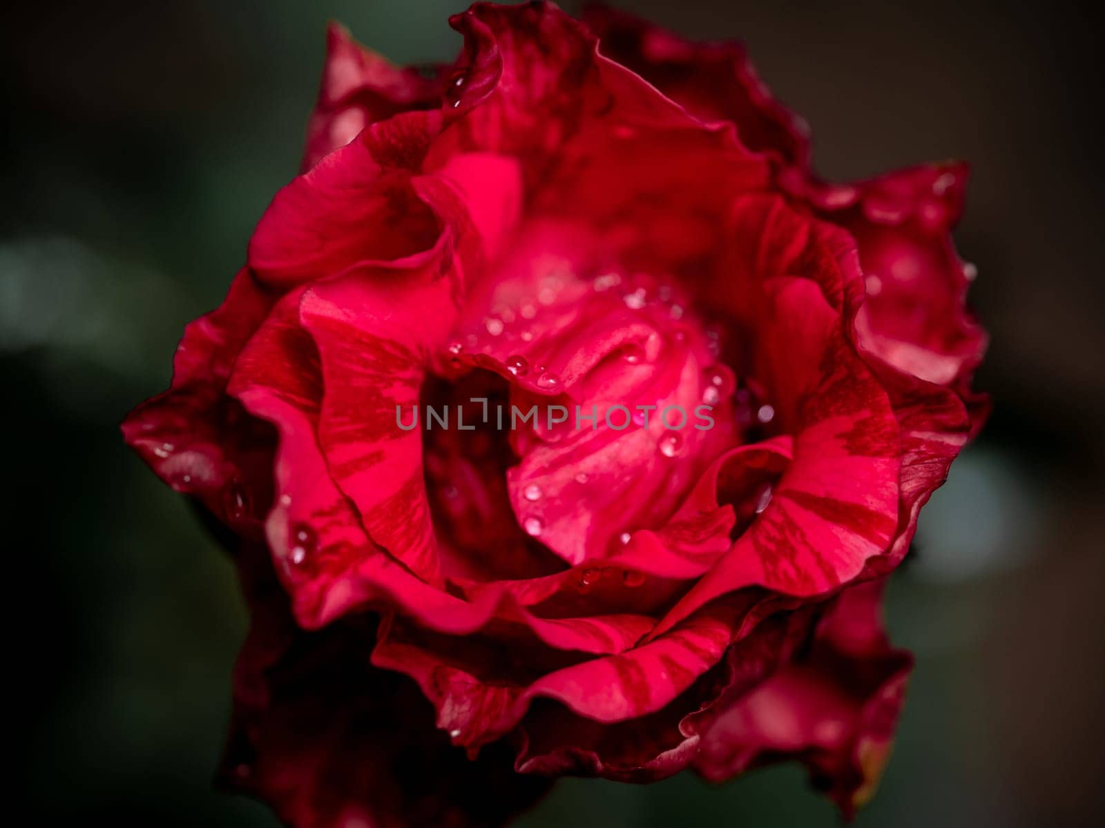 Delicate Red Intrusion rose petals as nature background by Satakorn