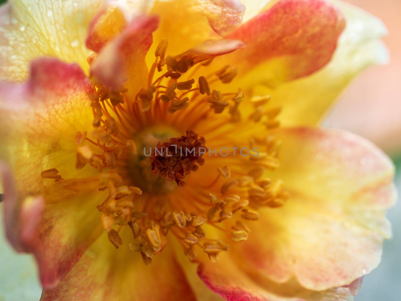 Close-up delicate La Parisienne rose pollens and petals as nature background