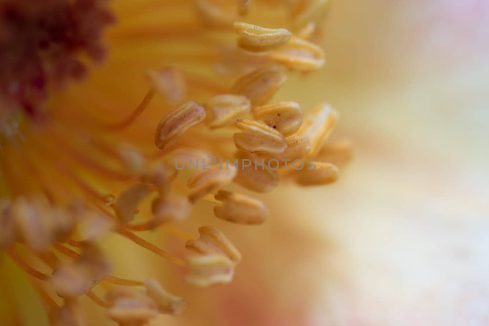 Close-up delicate La Parisienne rose pollens and petals as nature background