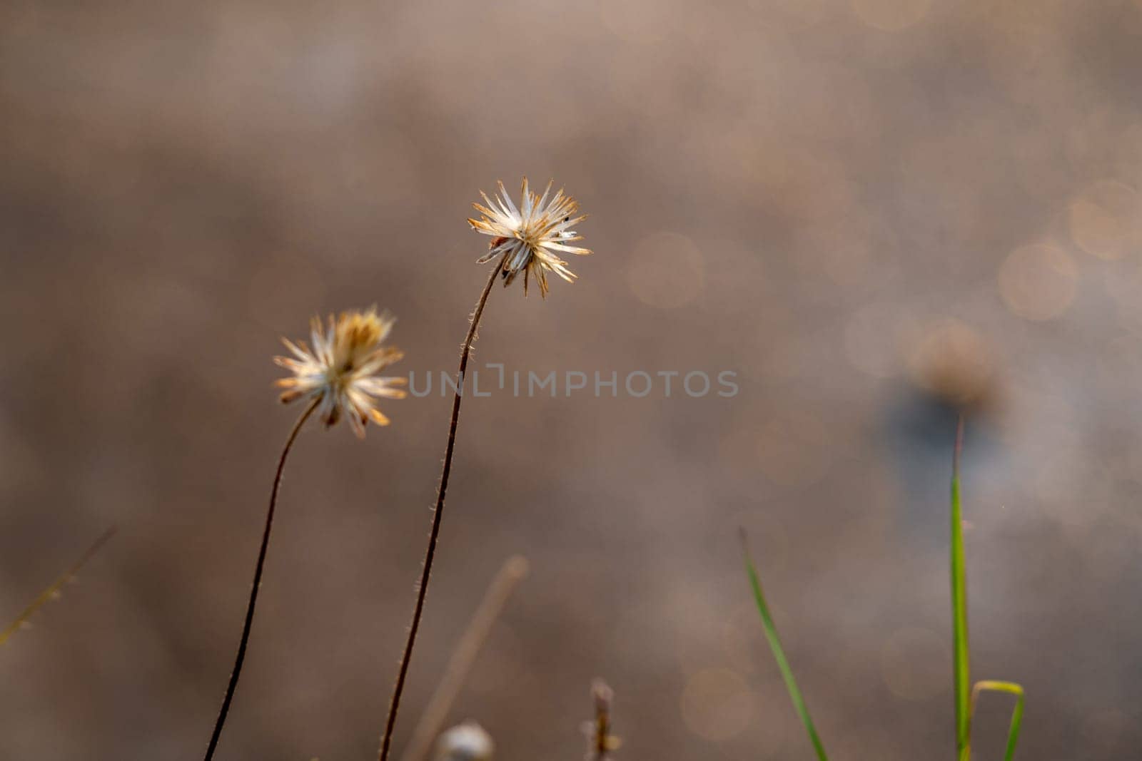 Close-up shot the dried Tridax Daisy flower by Satakorn