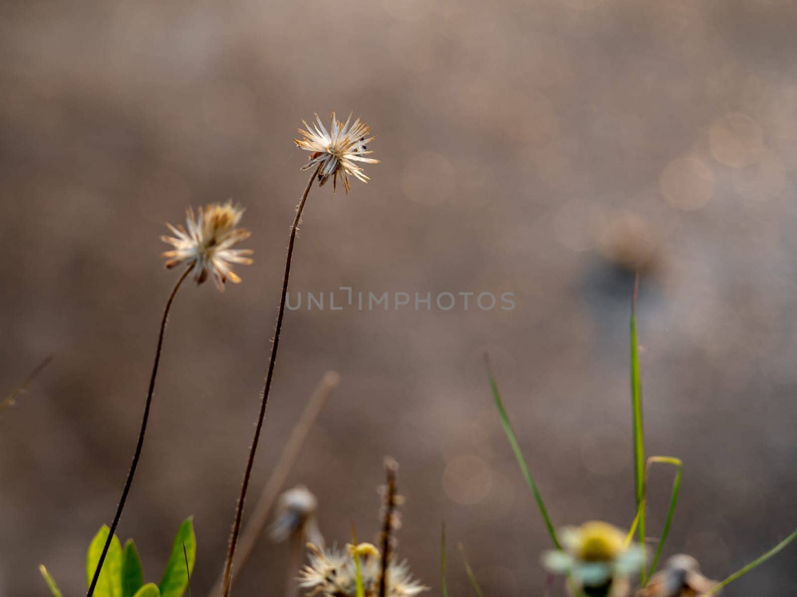 Close-up shot the seed of a Tridax Daisy flower when withering