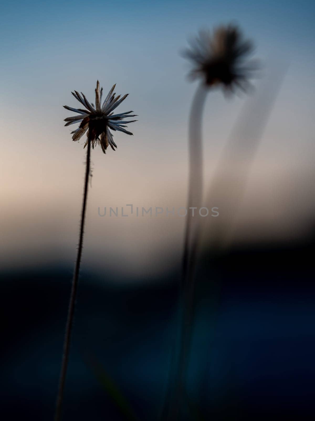 Close-up the dried seed of a Tridax Daisy flower when withering by Satakorn