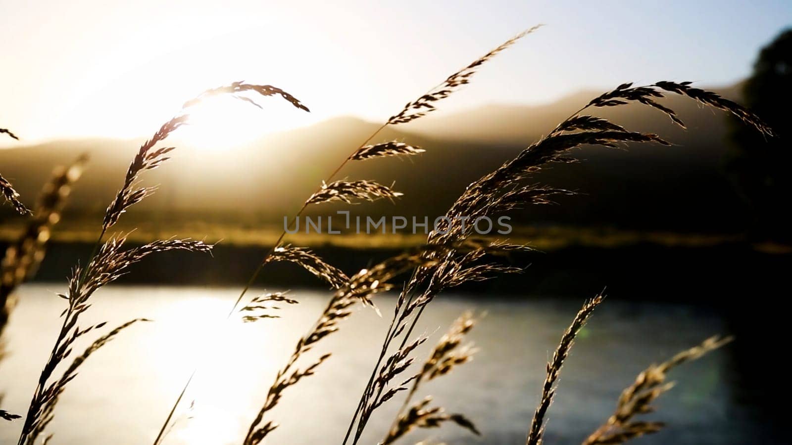 Natural landscapes with sunset and forest, ears of wheat, river and stone. Art. Evening summer nature