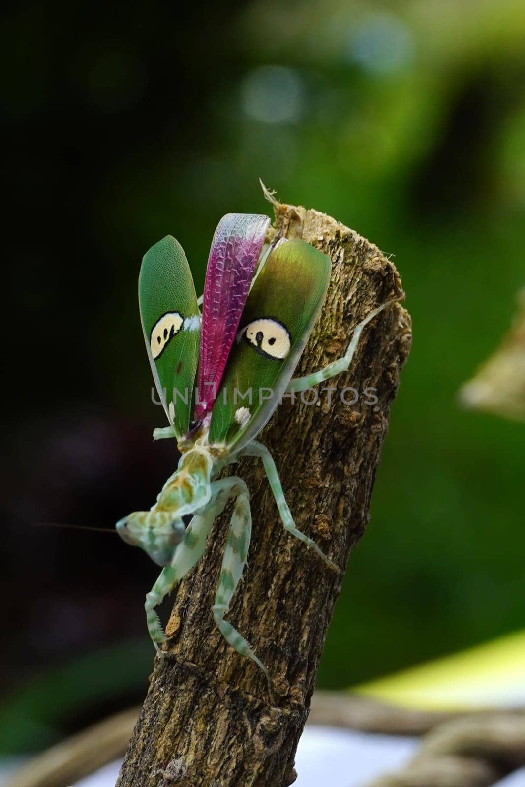 A cose up of Creobroter gemmatus or a common name jeweled flower mantis, is a species of praying mantis native to Asia. by cr8image