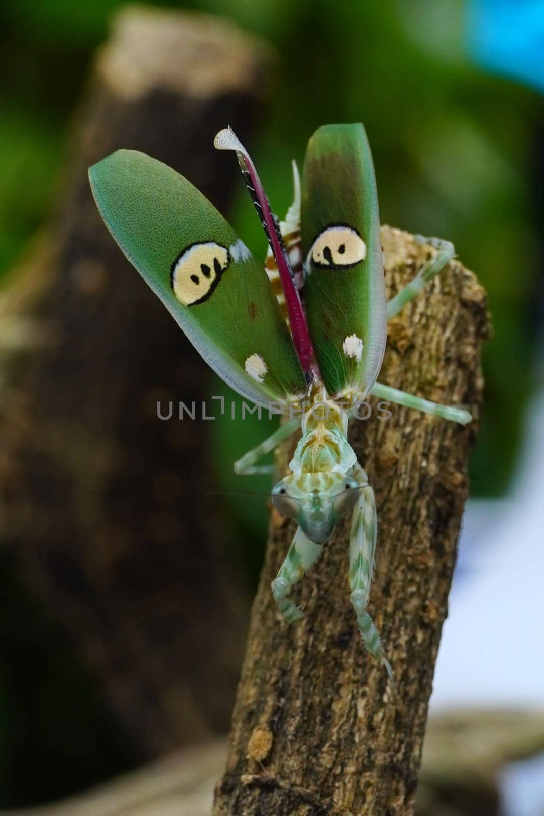 A cose up of Creobroter gemmatus or a common name jeweled flower mantis, is a species of praying mantis native to Asia. by cr8image