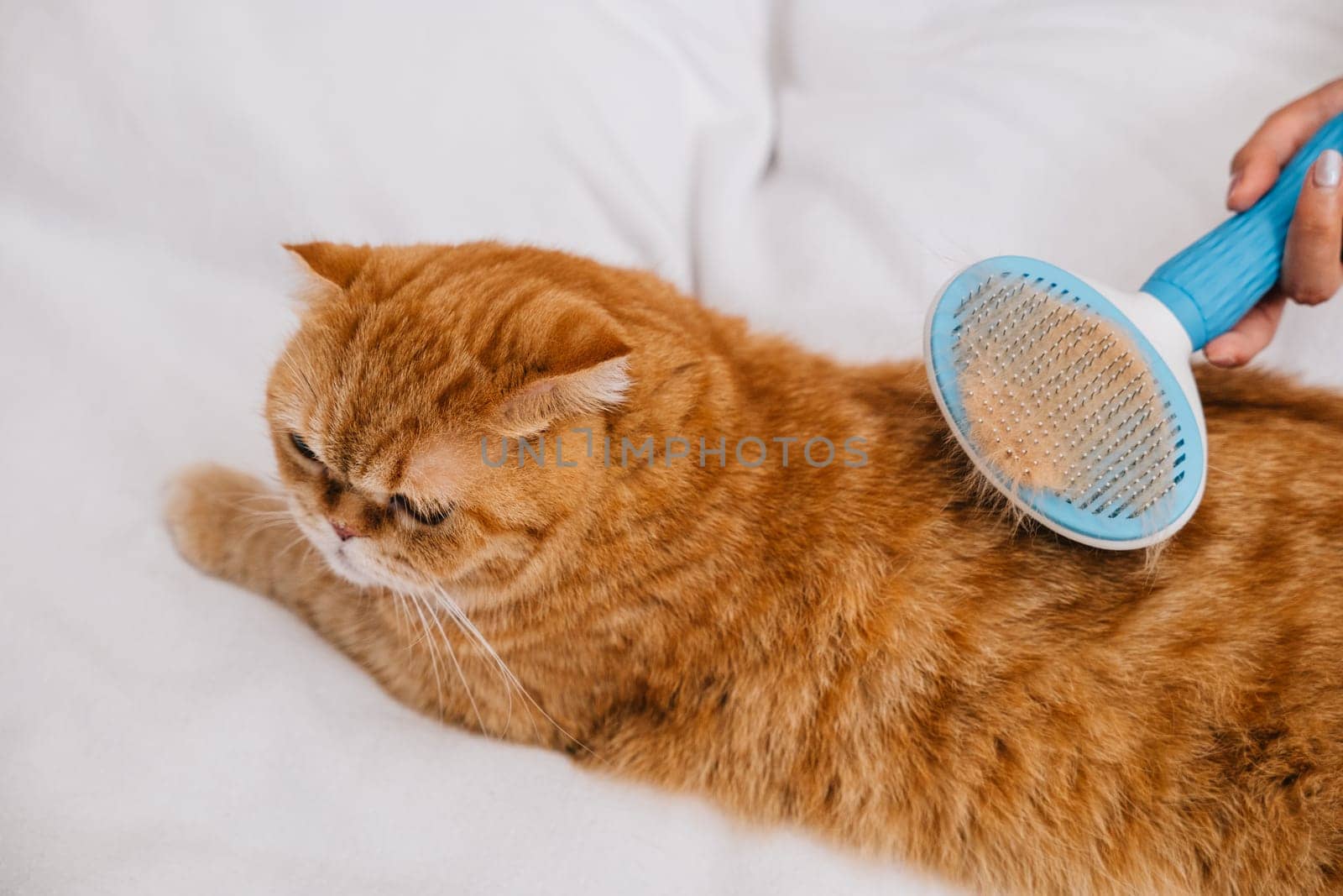 In a cozy home setting, a woman gently combs her Scottish Fold cat's fur while the ginger cat relaxes on her hand. Their bond is pure and heartwarming. Pat love routine by Sorapop