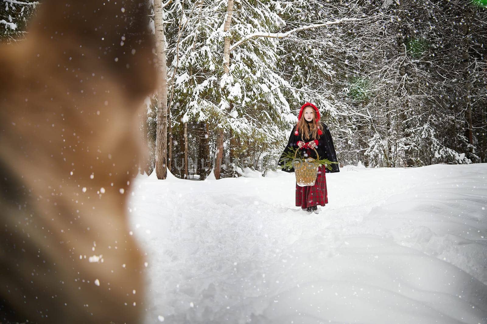 Meeting of Cute little girl in red cap or hat and black coat with basket of green fir branches and big dog shepherd as wolf in snow forest on a cold winter day. Fun and fairytale on photo shoot
