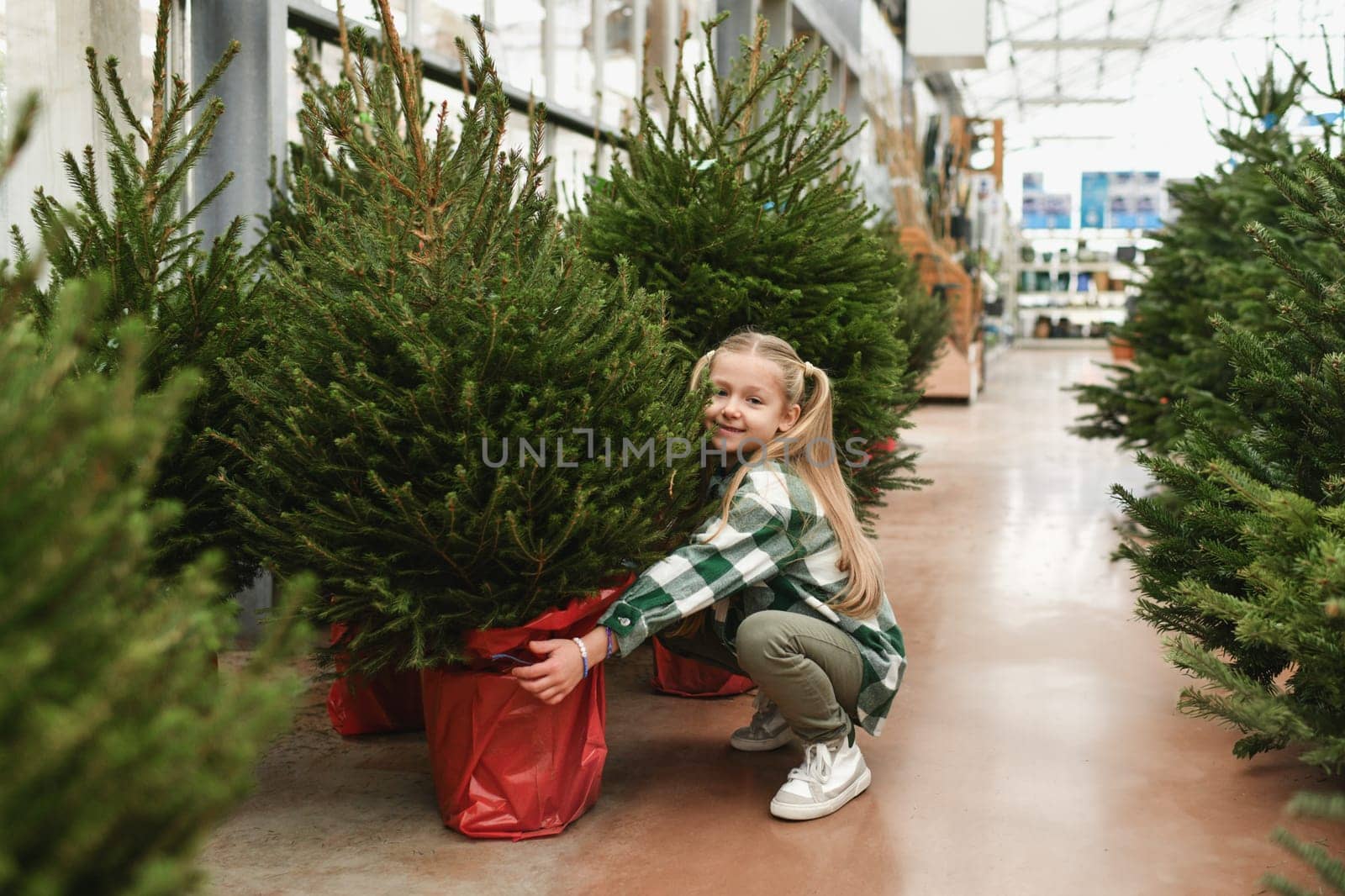 A small girl chooses a Christmas tree in the market.
