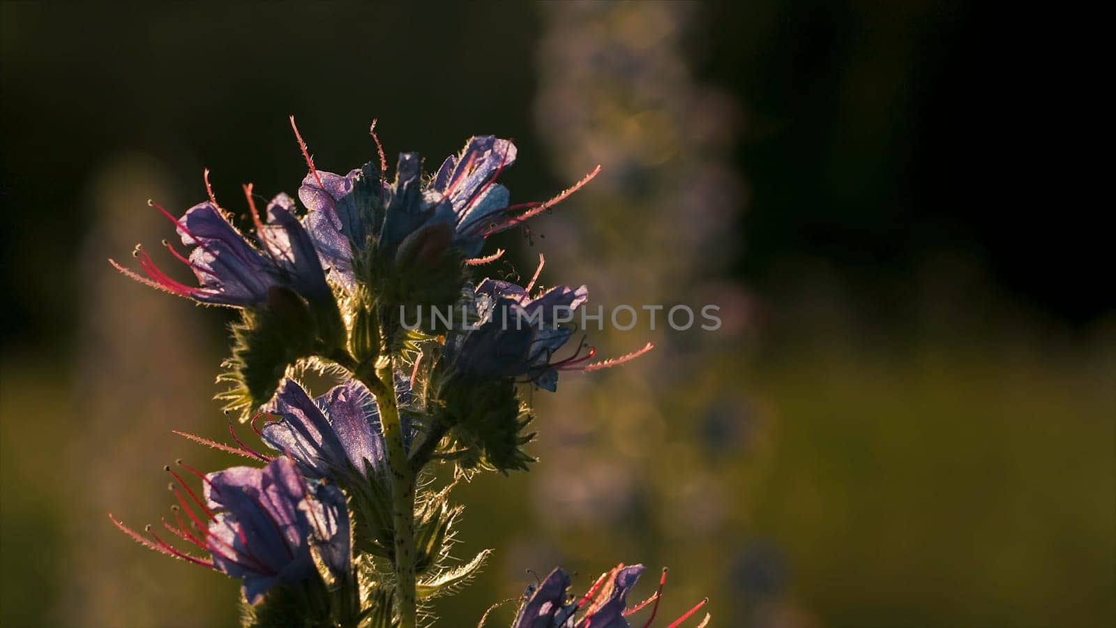 Close-up of beautiful wild flower with sunlight. Creative. Beautiful elongated flower in rays of sun on summer meadow. Meadow sage flower on sunny day.