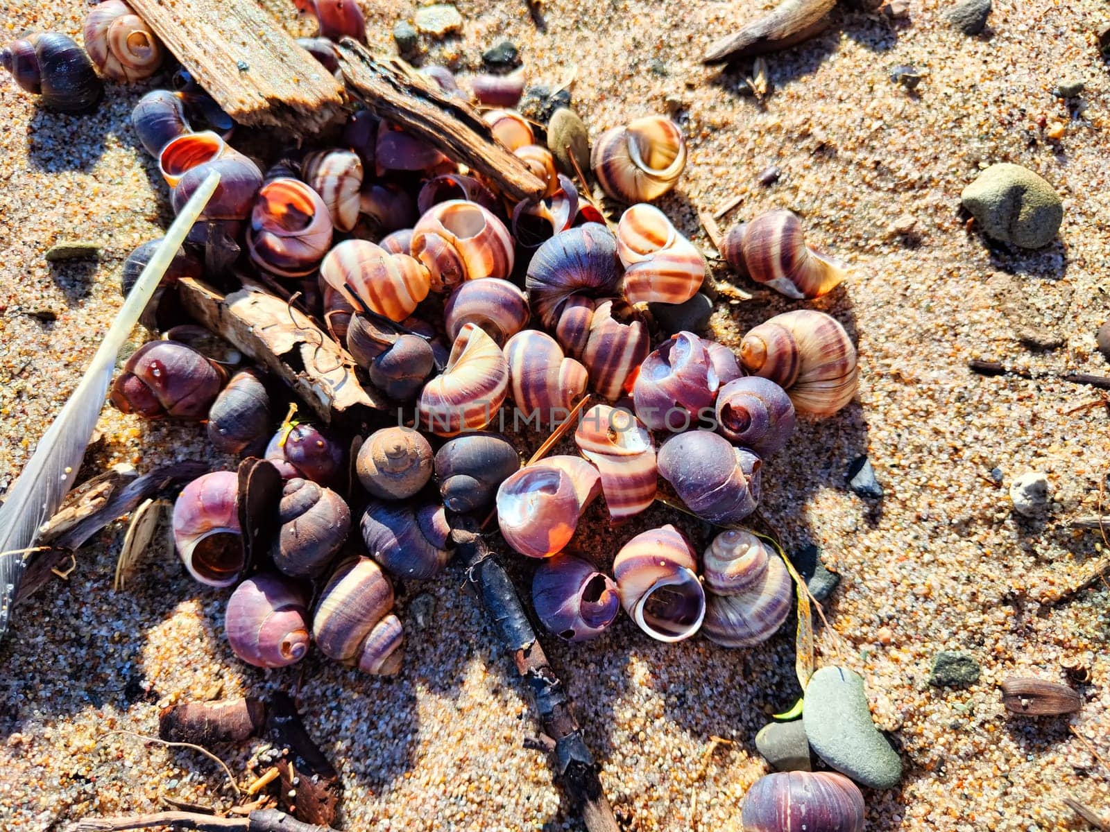 Snail shell background, texture, pattern, frame, copy space, place for text. Abstract Marine background and pattern