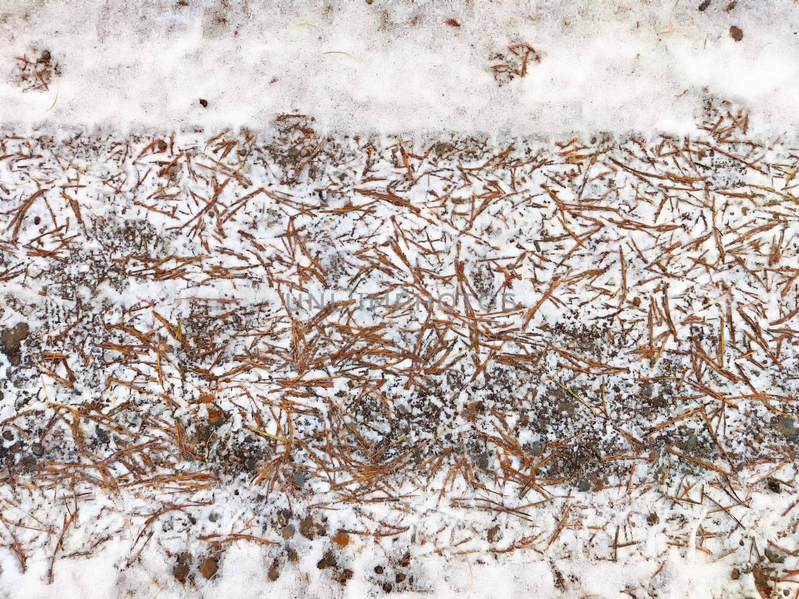 Background with frozen snow and spruce needles. Winter texture, pattern, frame, copy space, place for text