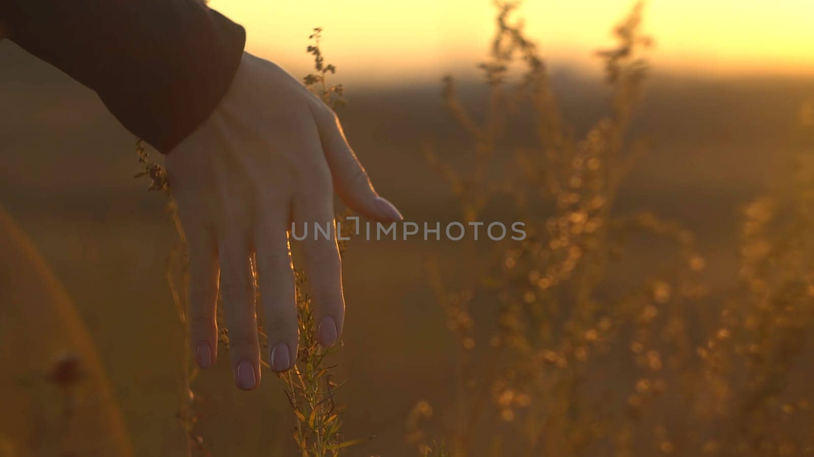 Hand at sunset in steppe grass. Hand touching steppe grass in sun.