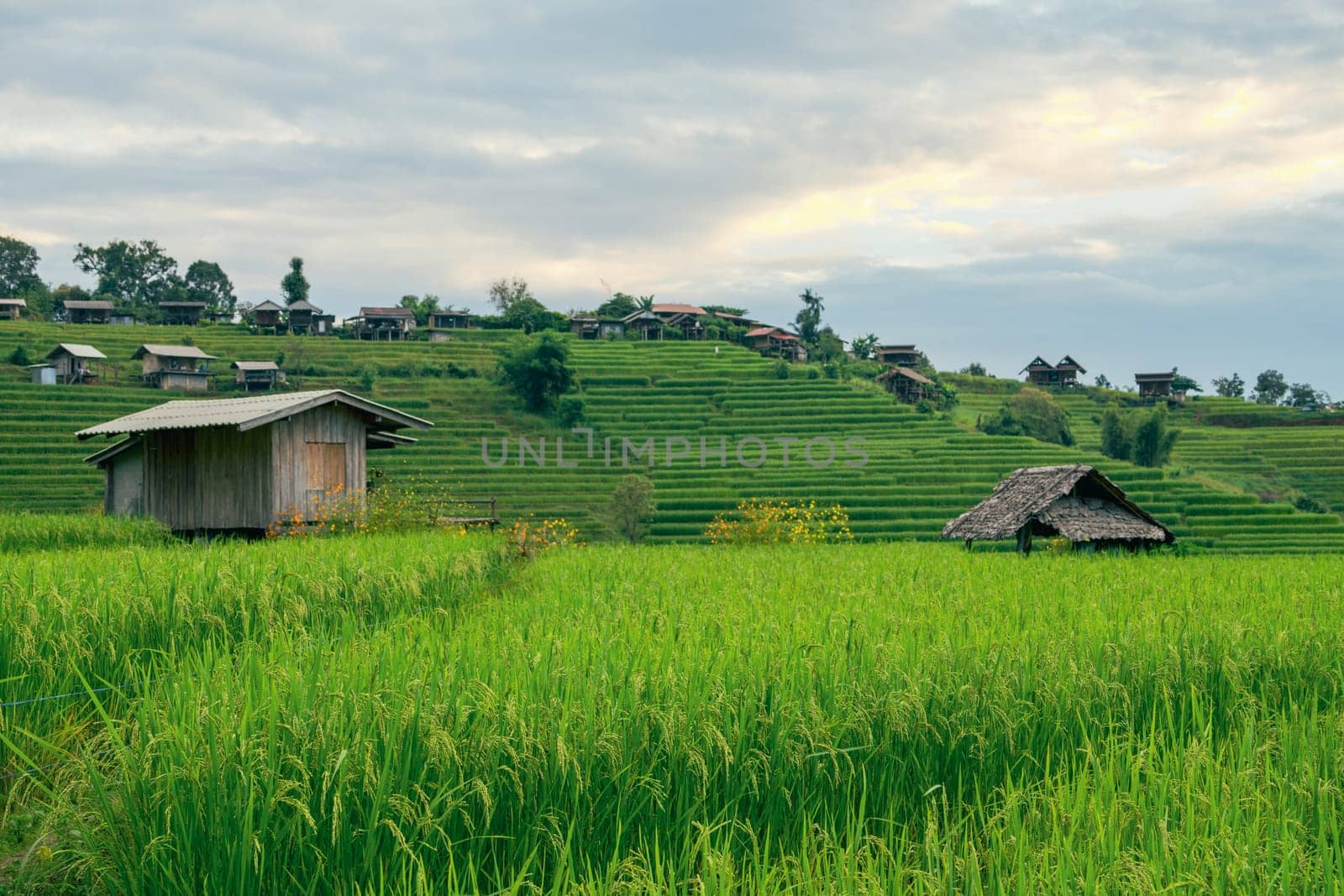 Landscape of green rice terraces amidst mountain agriculture. Travel destinations in Chiangmai, Thailand. Terraced rice fields. Traditional farming. Asian food. Thailand tourism. Nature landscape. by Fahroni