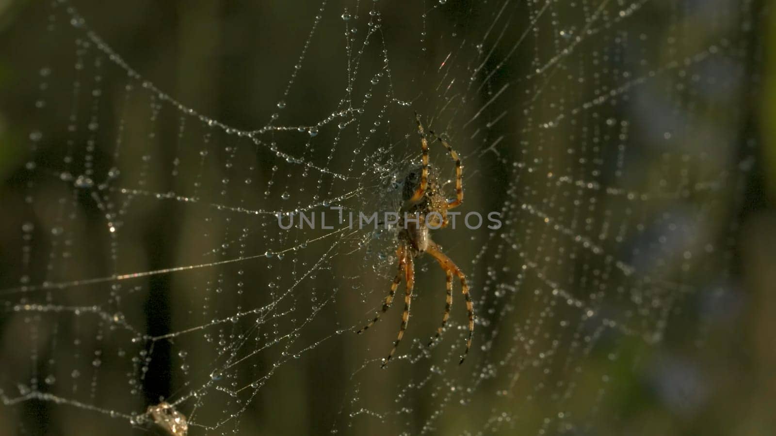 Close-up of spider on web with dew. Creative. Beautiful wild spider on web after rain. Macrocosm of summer meadow.